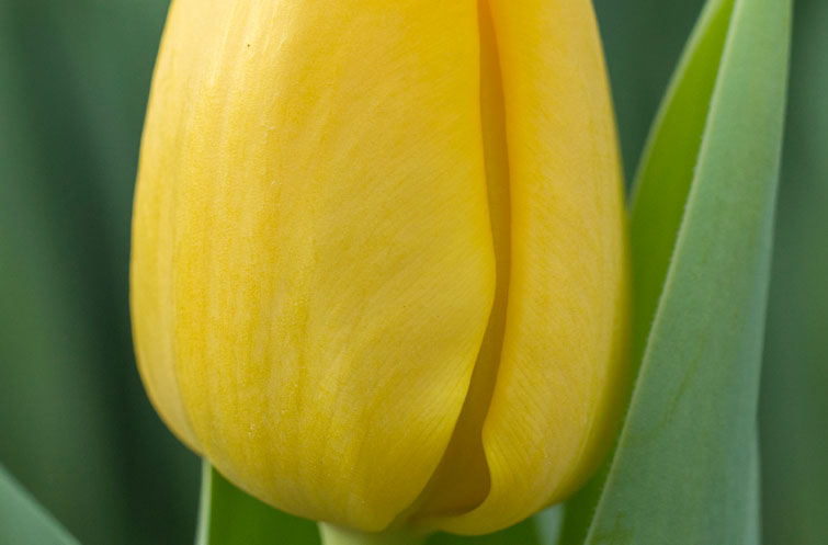 Novi Sun - Tulp